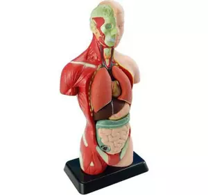 Набор для экспериментов EDU-Toys Анатомическая модель человека сборная 27 см (MK027)