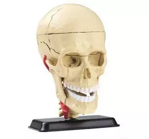 Набор для экспериментов EDU-Toys Набор для исследований Модель черепа с нервами сборная, 9 см (SK010)